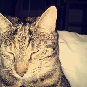 Meet your Posher, Morgan